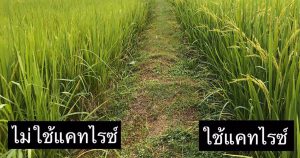 Read more about the article ข้าวออกเต็มเมล็ดเต็มรวงไม่ใช่เพราะดวงแต่เรามีของดีแคทไรซ์