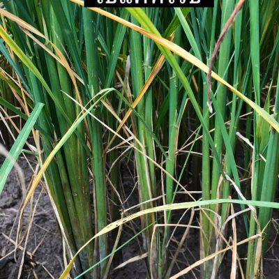 71331424_2533810840021915_1729134334218076160_o