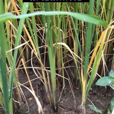 71743258_2533810766688589_2859351426222522368_o